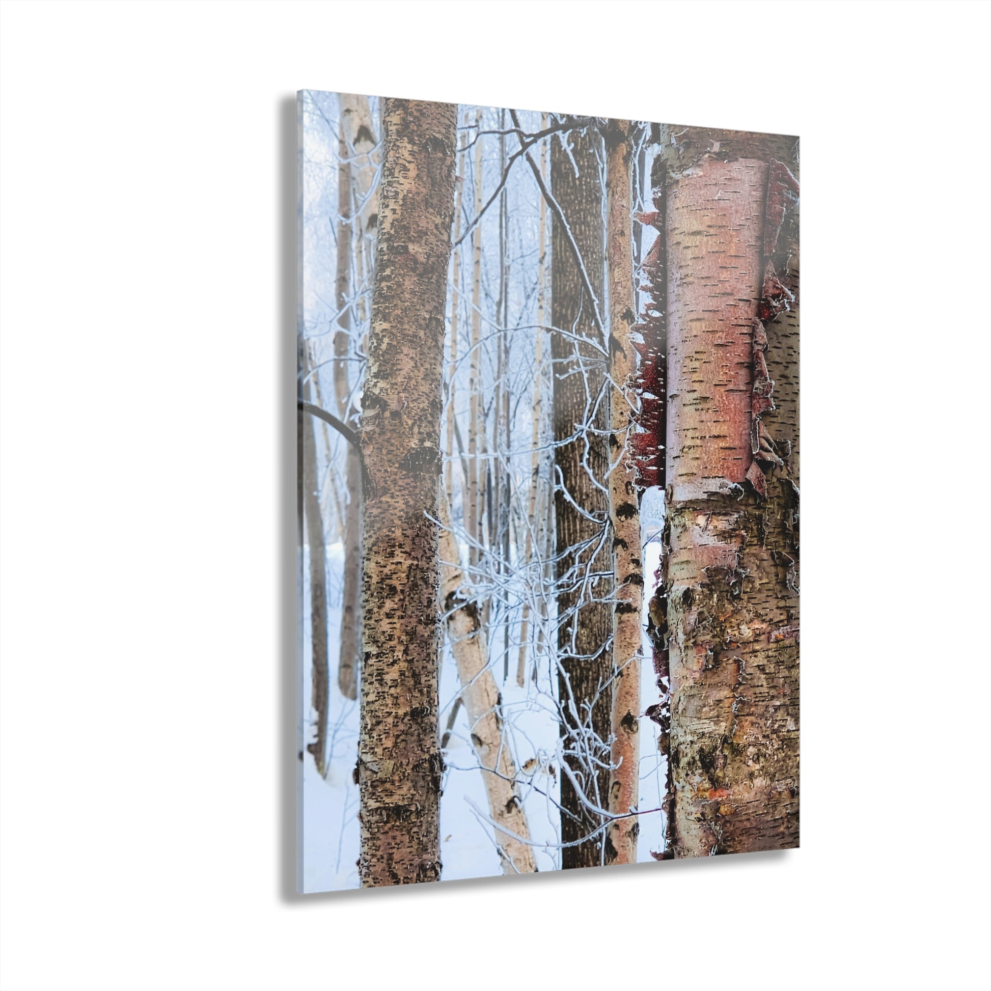 Acrylic Prints Wall Art - Birch Trees in Anchorage Winter Scene