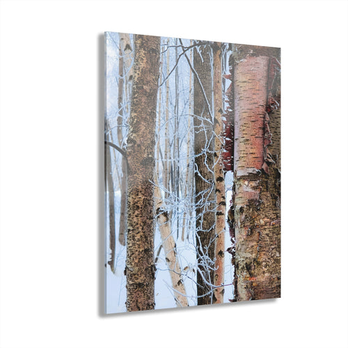 Acrylic Prints Wall Art - Birch Trees in Anchorage Winter Scene