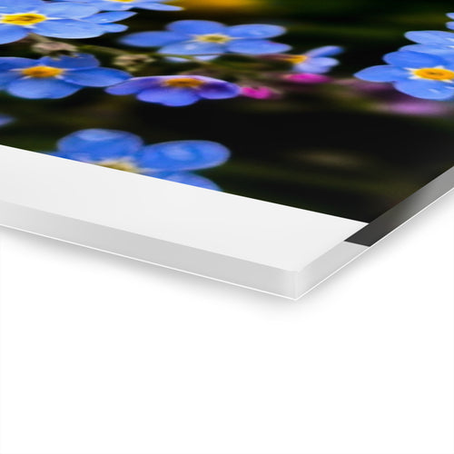 Acrylic Print - Alaska Forget Me Not French Cleat Hanging Wall Art